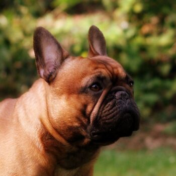 Rudi Čabrijan – karakter psa jednako je važan koliko i zdravlje pasmine