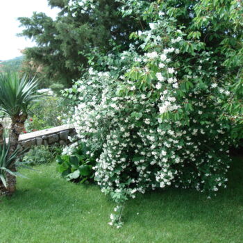 Tradicionalni cvjetni grmovi i cvijeće kostrenskih okućnica