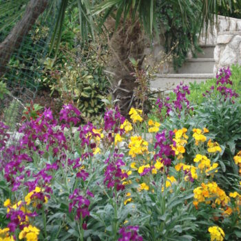 Tradicionalni cvjetni grmovi i cvijeće kostrenskih okućnica