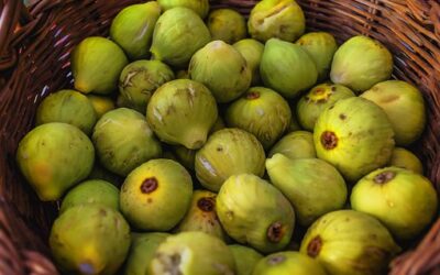 Autohtone vrsta voćaka u Kostreni – smokva