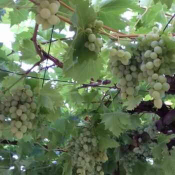 Autohtone vrste voćaka u Kostreni – grožđe