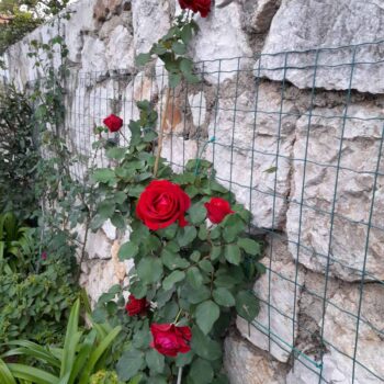 Ruža je ponosna na svoju ljepotu iako je studeni