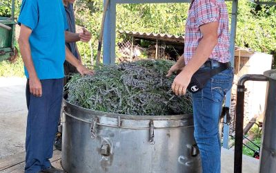 Uspješna žetva lavandina na području Rasadnika