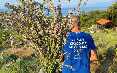 Uspješna žetva lavandina na području Rasadnika