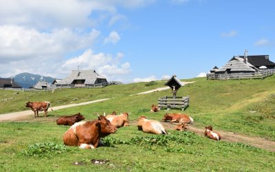 Velika planina – savršen bijeg od ljetnih vrućina