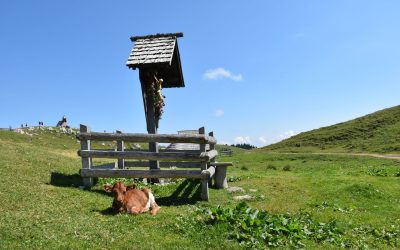 Velika planina – savršen bijeg od ljetnih vrućina