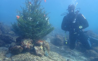 Članovi KPA Kostrena već 33. put položili božićno drvce u more